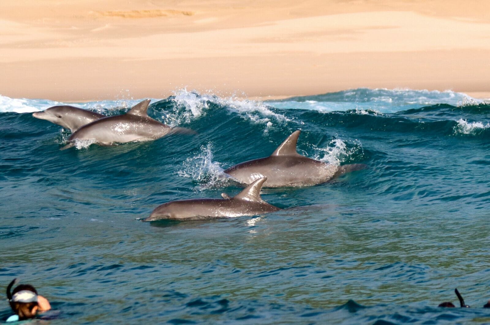 Delfin1 Kopie Kopie