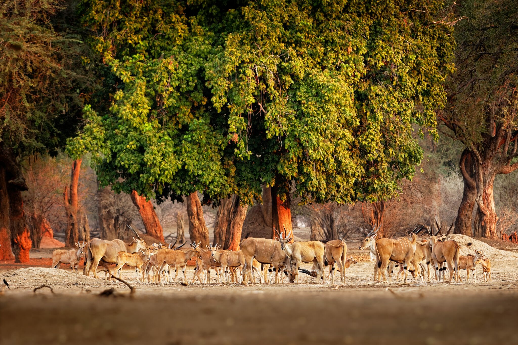 Elands Antilope shutterstock 1656020200