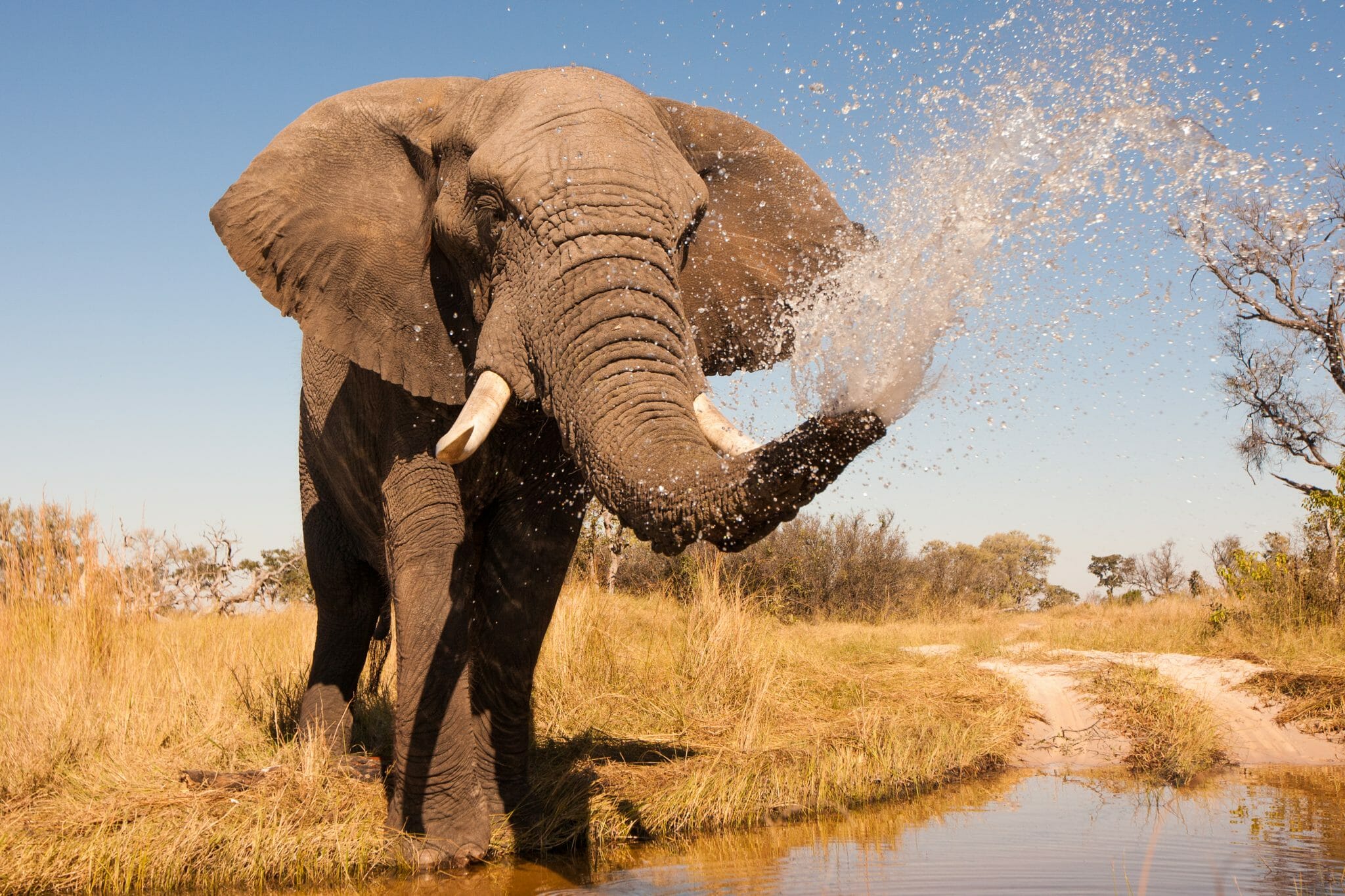 Elefant shutterstock 203562334