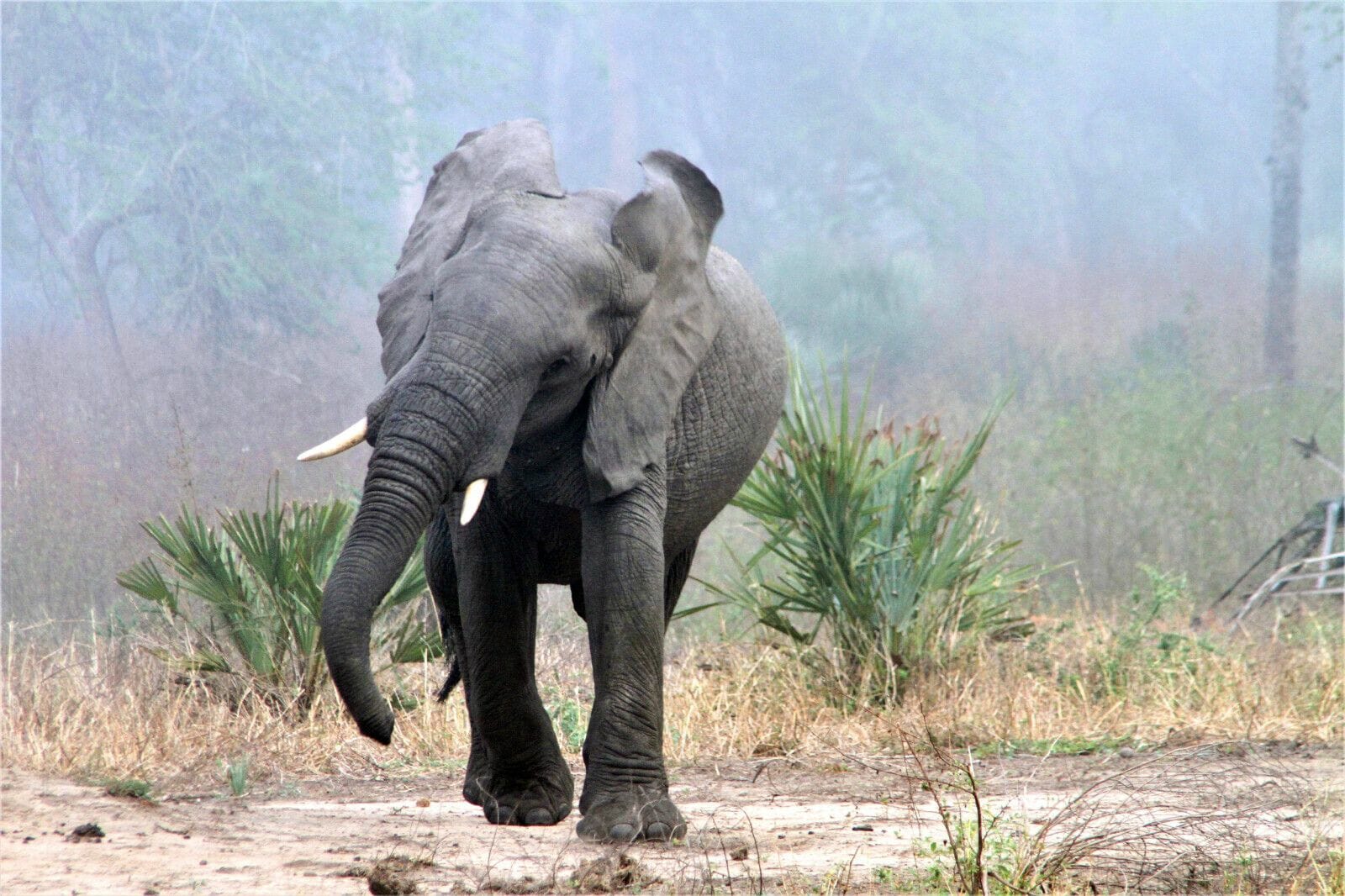 Elefant1 Kopie