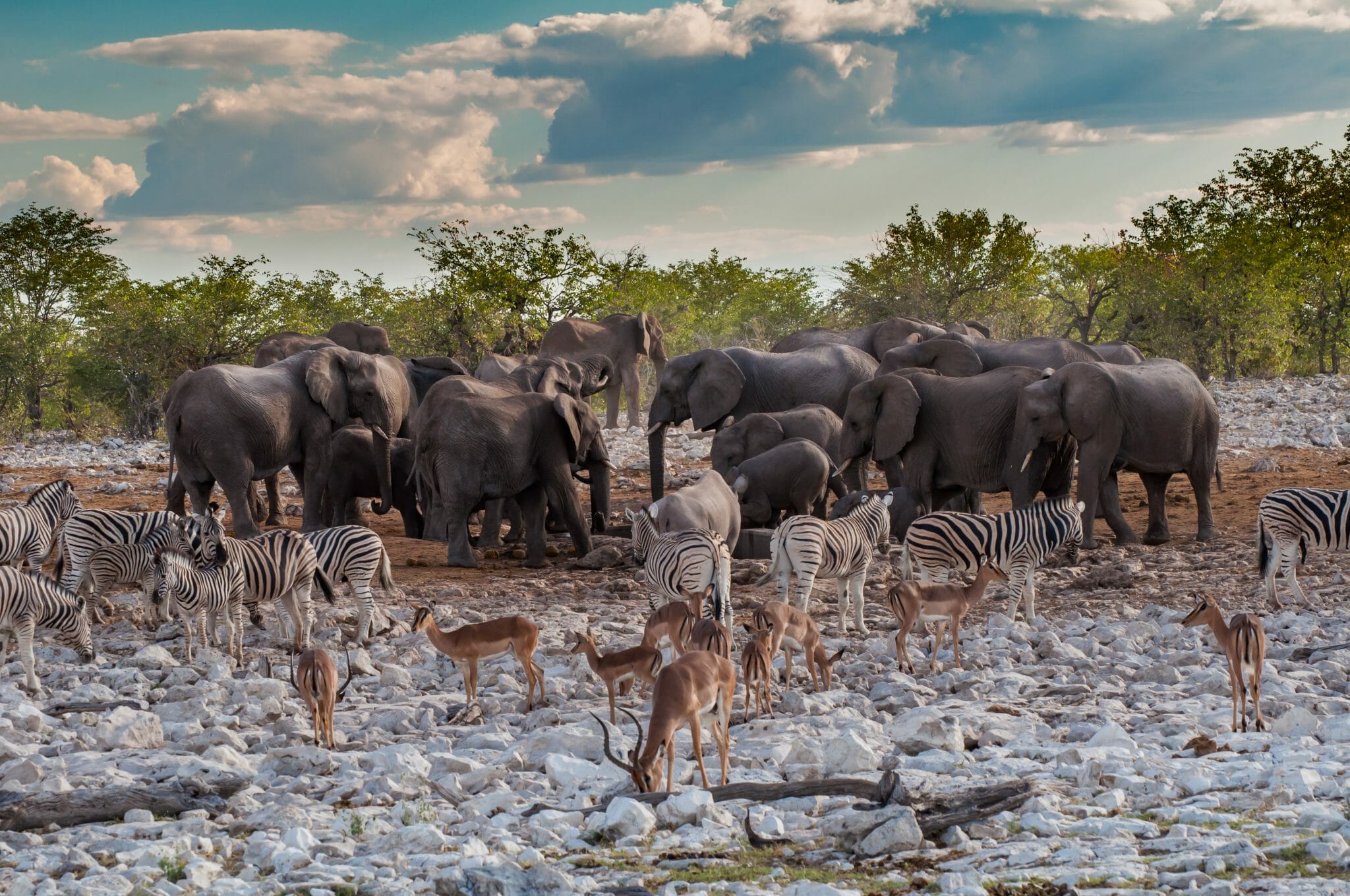Etosha Nationalpark shutterstock 1483273808