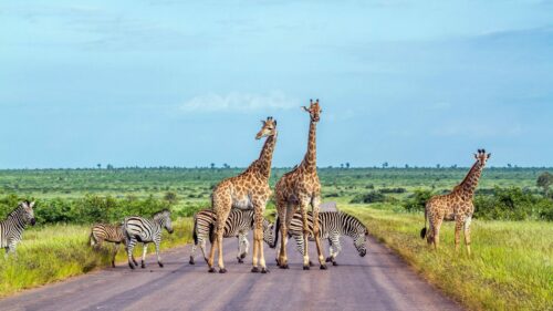 Spektakuläre Safari im Kruger-Nationalpark: Majestätische Giraffen und anmutige Zebras überqueren eine Straße inmitten der endlosen Savanne. Diese exklusive Big Five Safari bietet ein unvergessliches Naturerlebnis, das die wilde Schönheit Afrikas hautnah erlebbar macht – perfekt für Luxusreisende, die auf der Suche nach einzigartigen Tierbeobachtungen und Abenteuer in der Wildnis sind.