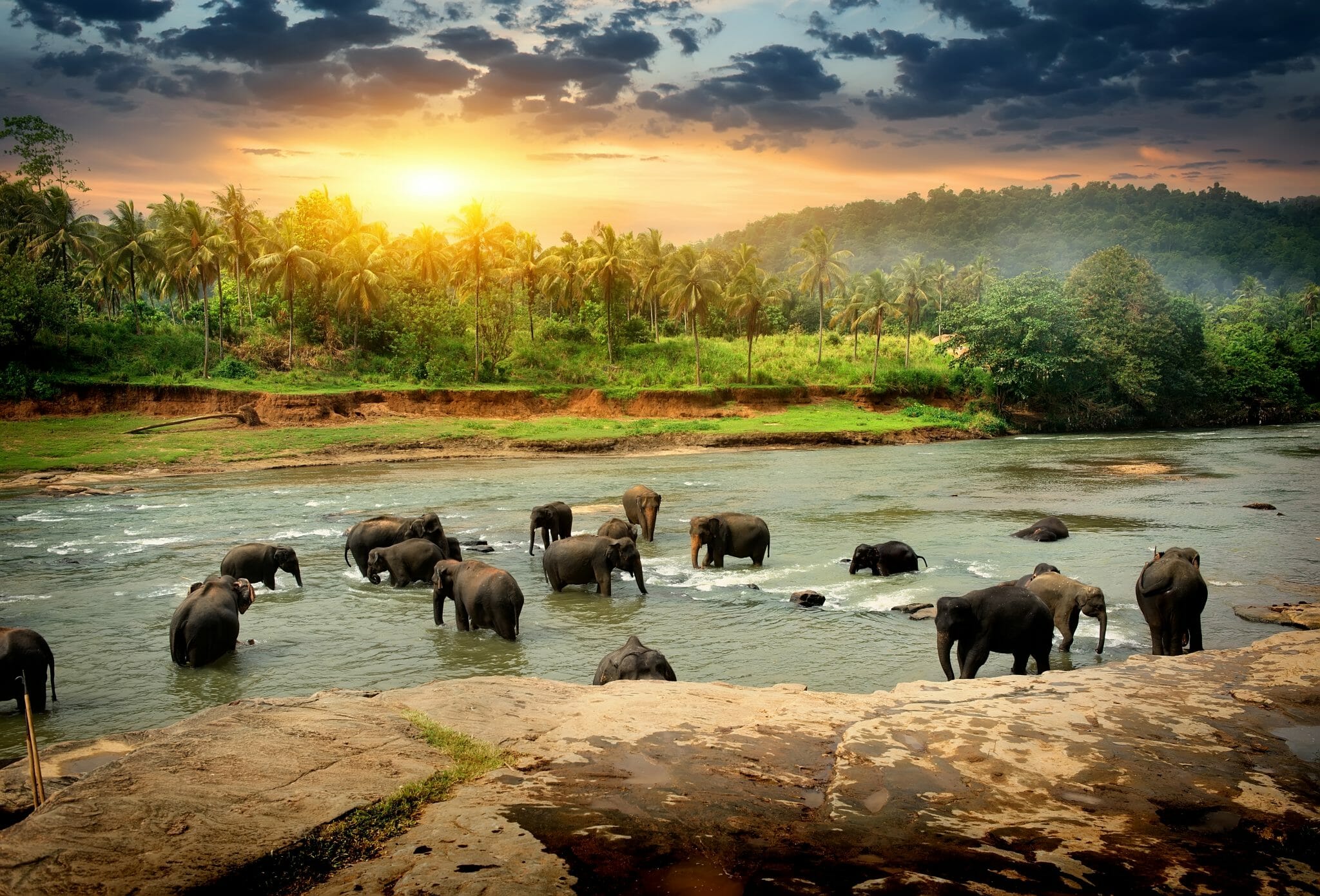 Header Elefantenherde im Dschungelfluss shutterstock 644007904
