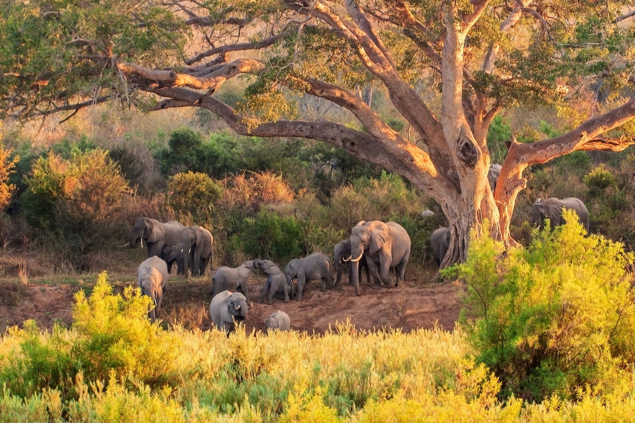 Kruger Nationalpark shutterstock 223304221