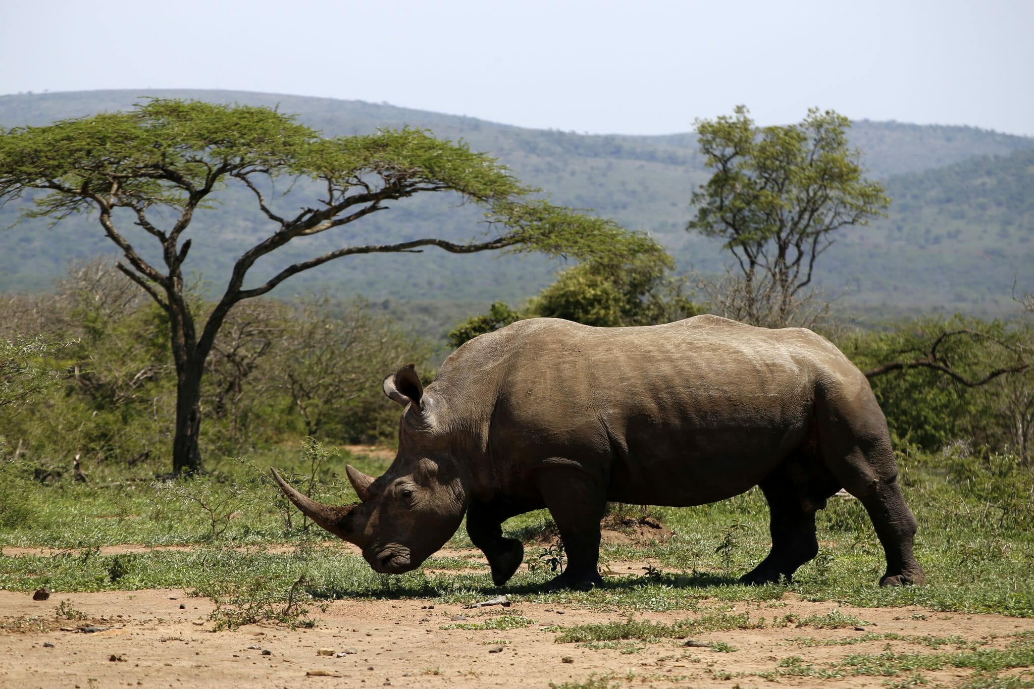 Nashorn Mfolozi Tierreservat shutterstock 787367854