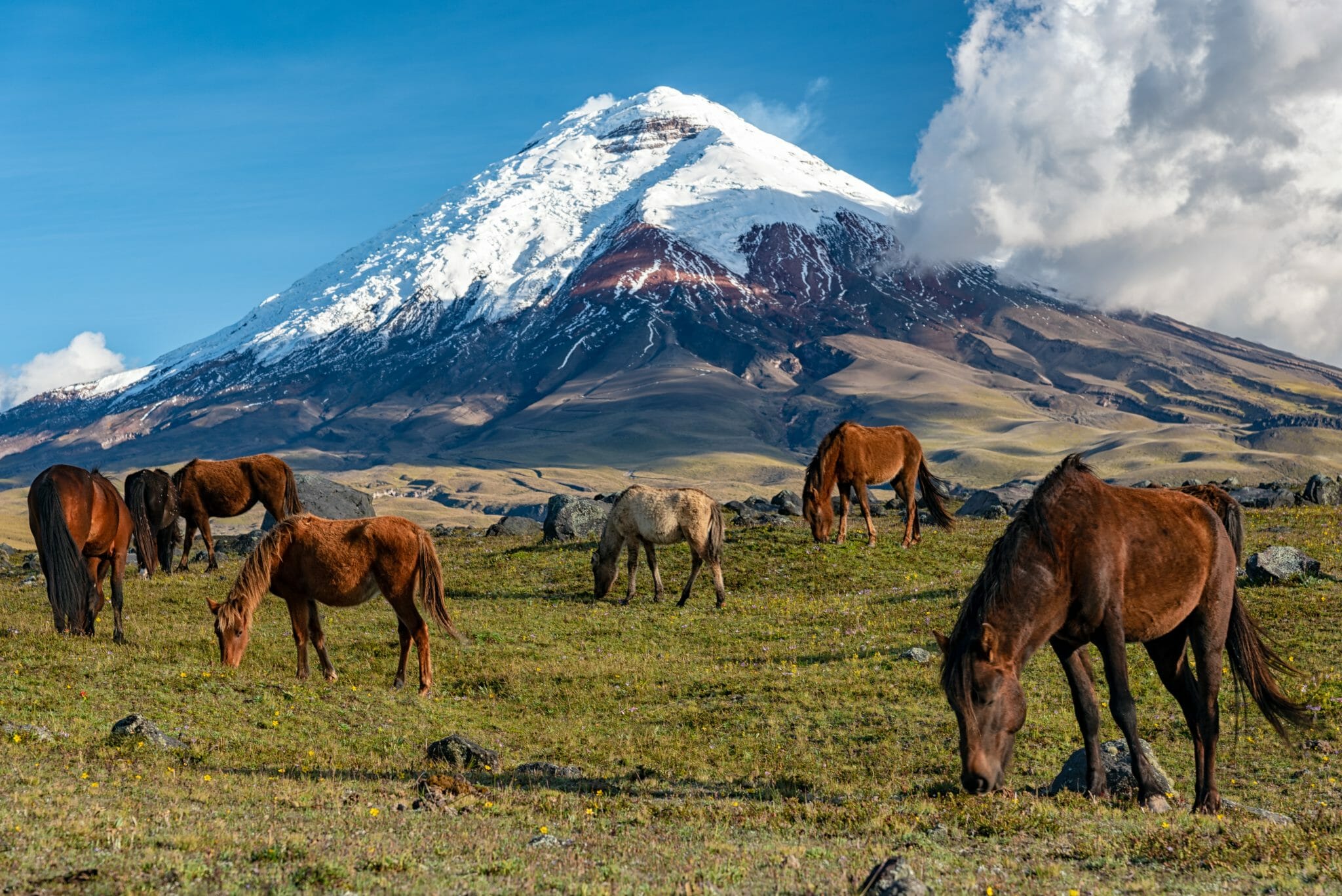 Naturpark Wildhoarse Cotopaxi Ecuador shutterstock 1524560561