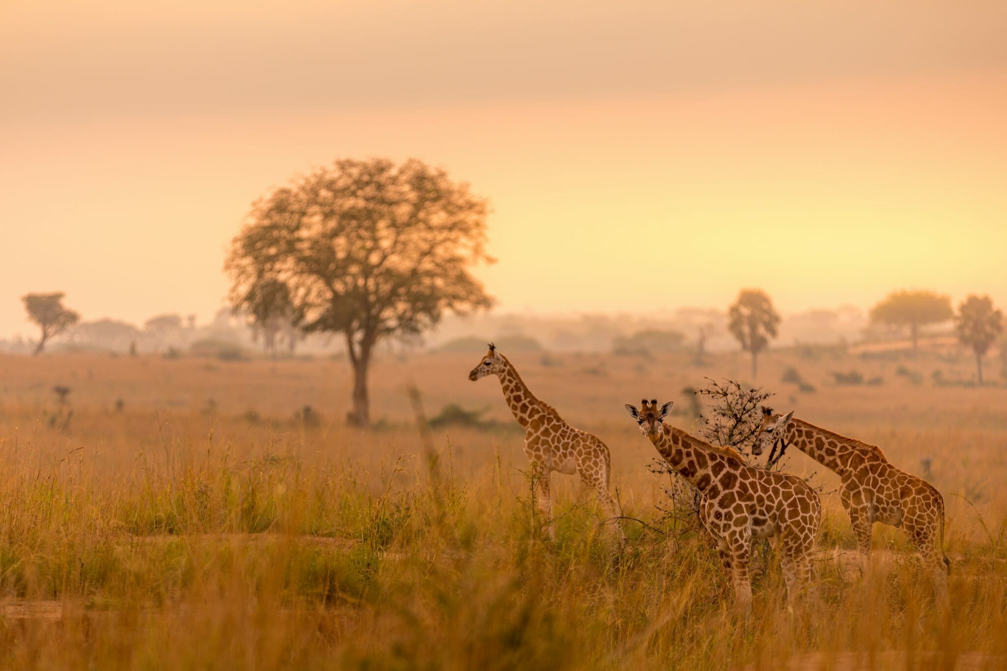 Safari Sonnenaufgang shutterstock 1690246306