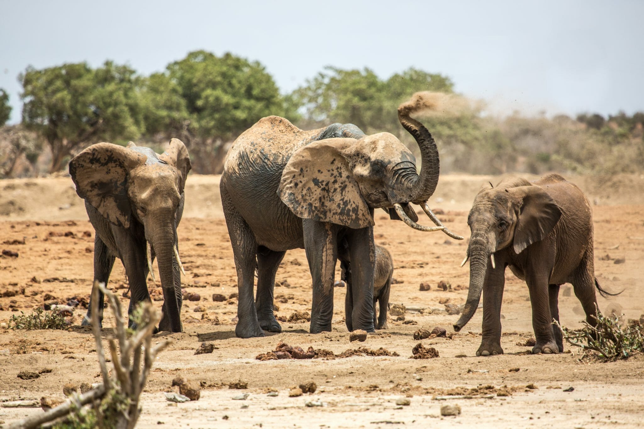 WCS Elefants dustbathing shutterstock 1014814093