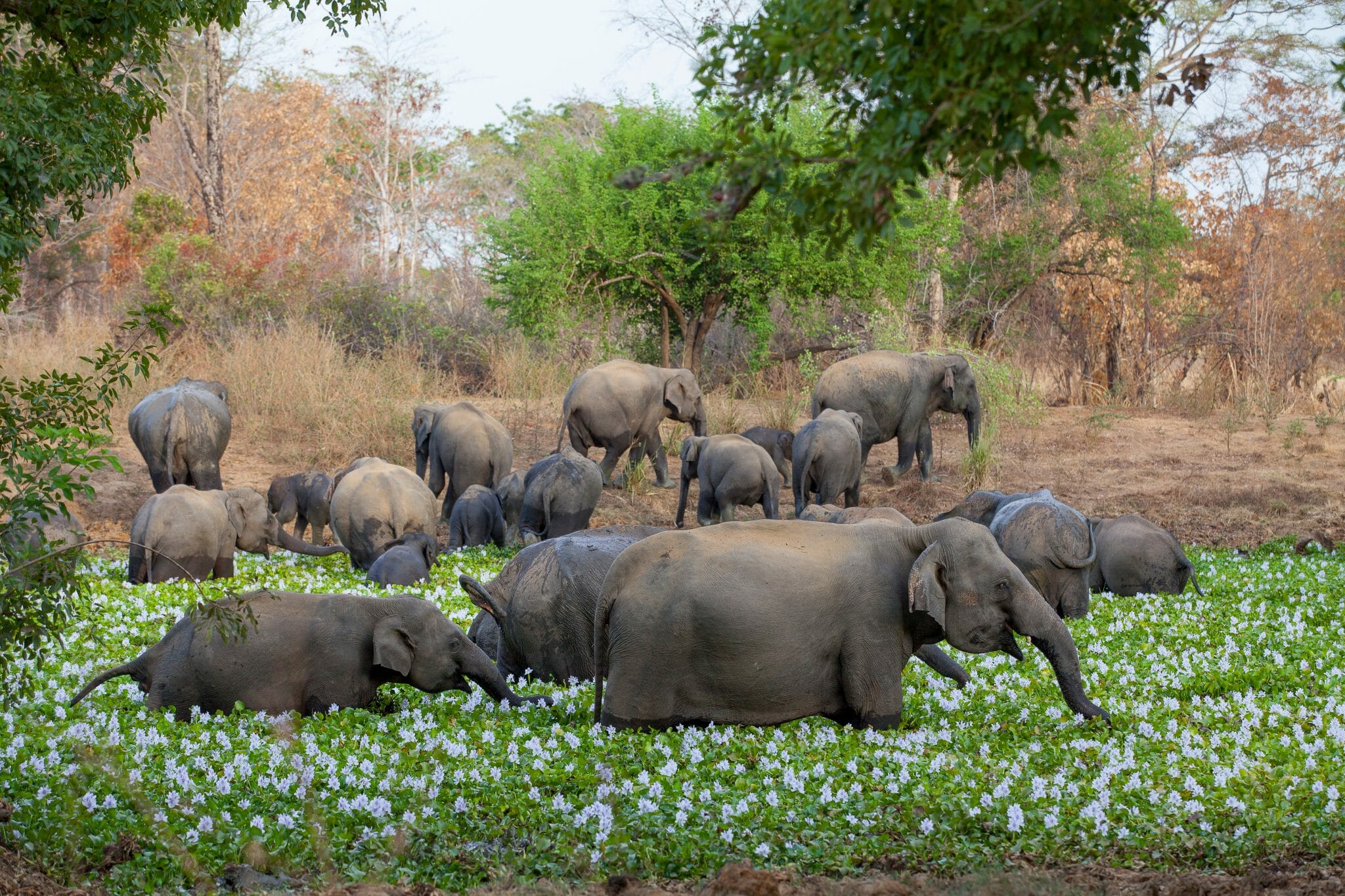 Wasgamuwa shutterstock 1531208405