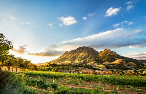 Malerische Weinberge in Stellenbosch, Südafrika – umgeben von sanften Hügeln und einer atemberaubenden Bergkulisse. Hier gedeihen einige der besten Weine der Welt, während Genießer in idyllischen Weingütern exklusive Verkostungen erleben. Ein Ort, an dem Natur, Genuss und Gastfreundschaft perfekt harmonieren. Buchbar in Weinstadt Beutelsbach in Weiblingen!