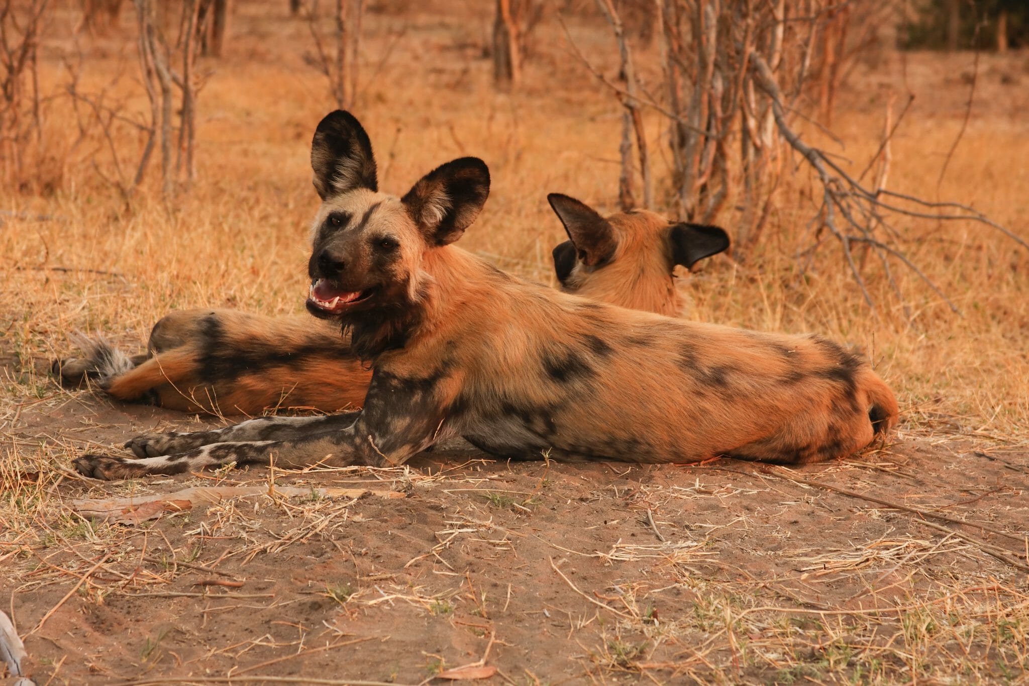 afrikanische Wildhunde shutterstock 166880912