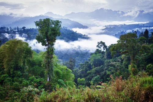 Rainforest Guatemala, Ecuador Shutterstock 153742460 rainforest guatemala ecuador shutterstock 153742460 1 500x0 c default