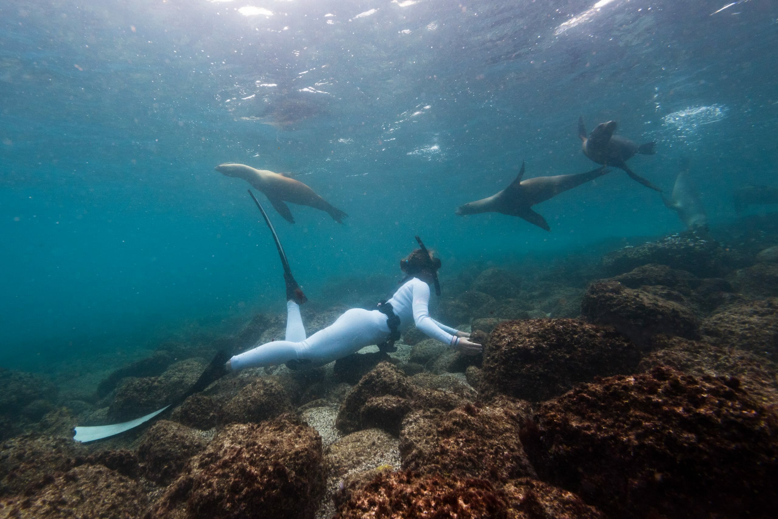 sealions snorkler Galapagos Islands shutterstock 1292209075