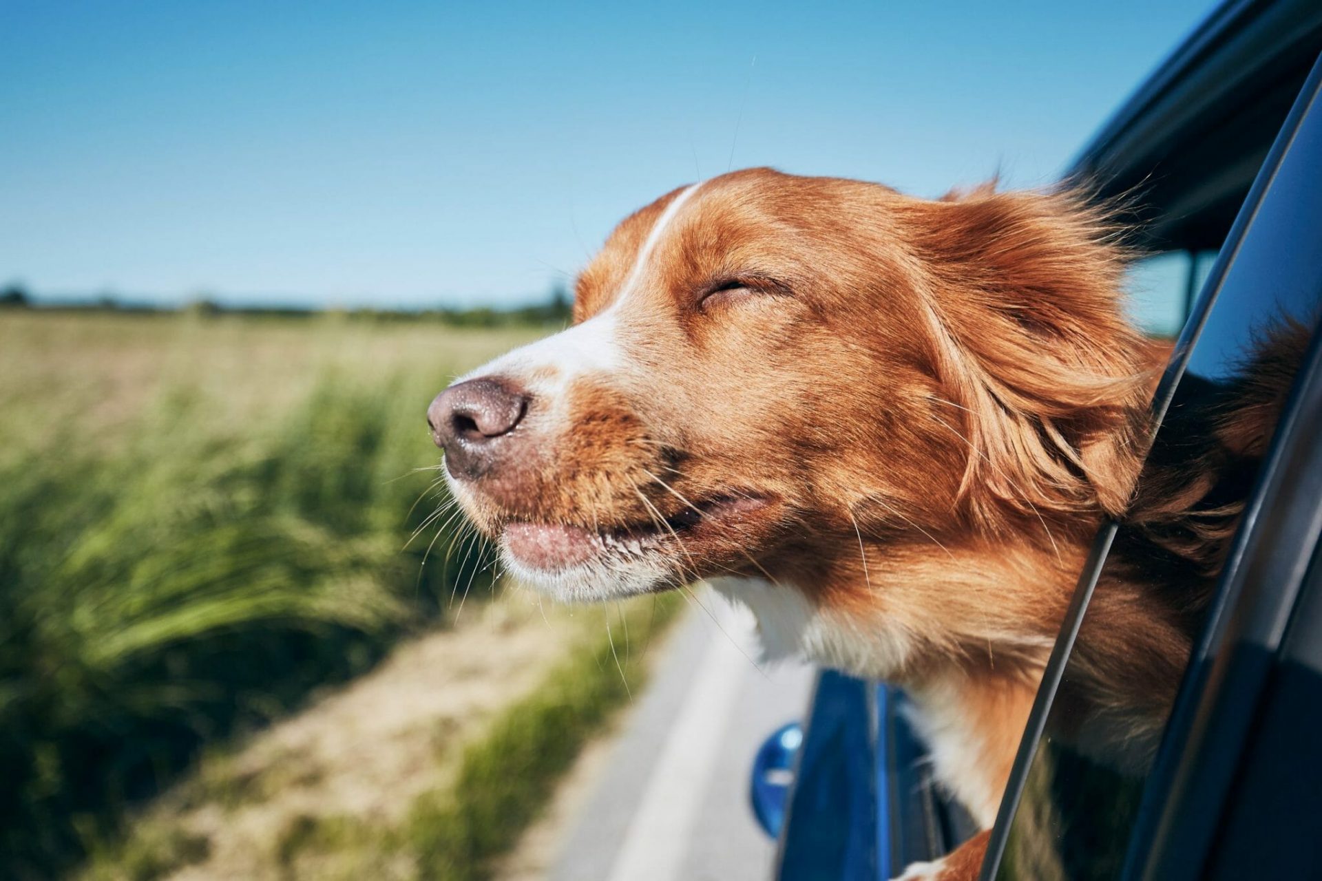 Dog,Travel,By,Car.,Nova,Scotia,Duck,Tolling,Retriever,Enjoying shutterstock 1420663709 scaled