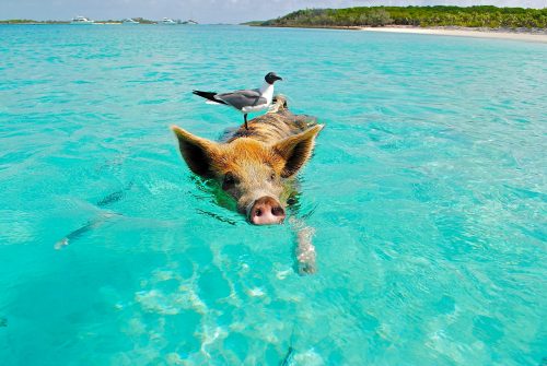 Pig,Swimming,In,The,Ocean,In,The,Bahamas,With,Seagull shutterstock 1444538489 scaled 500x0 c default