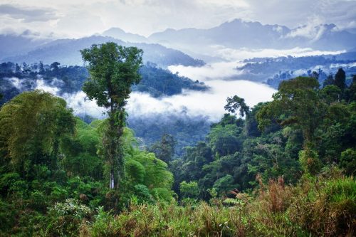 Ecuador,Rainforest,Forest,Jungle,Tropical,Mountain,Wildlife,Rain,Latina,Guatemala shutterstock 153742460 scaled 500x0 c default