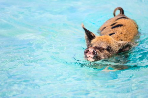 Pig,Swimming,In,A,Water,Near,Island,Of,Exuma,Bahamas shutterstock 175674443 scaled 500x0 c default