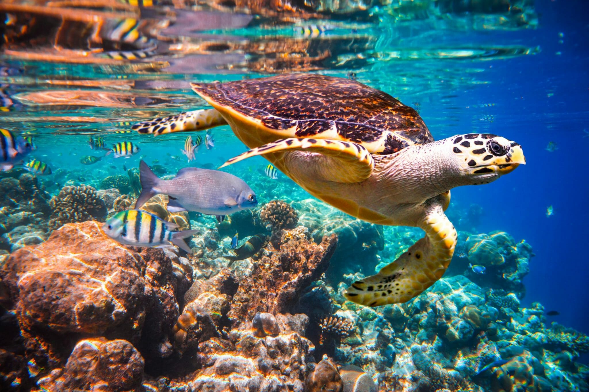 shutterstock 248941720 1 scaled 1