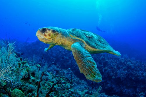 Loggerhead,Turtle. shutterstock 557658118 scaled 500x0 c default
