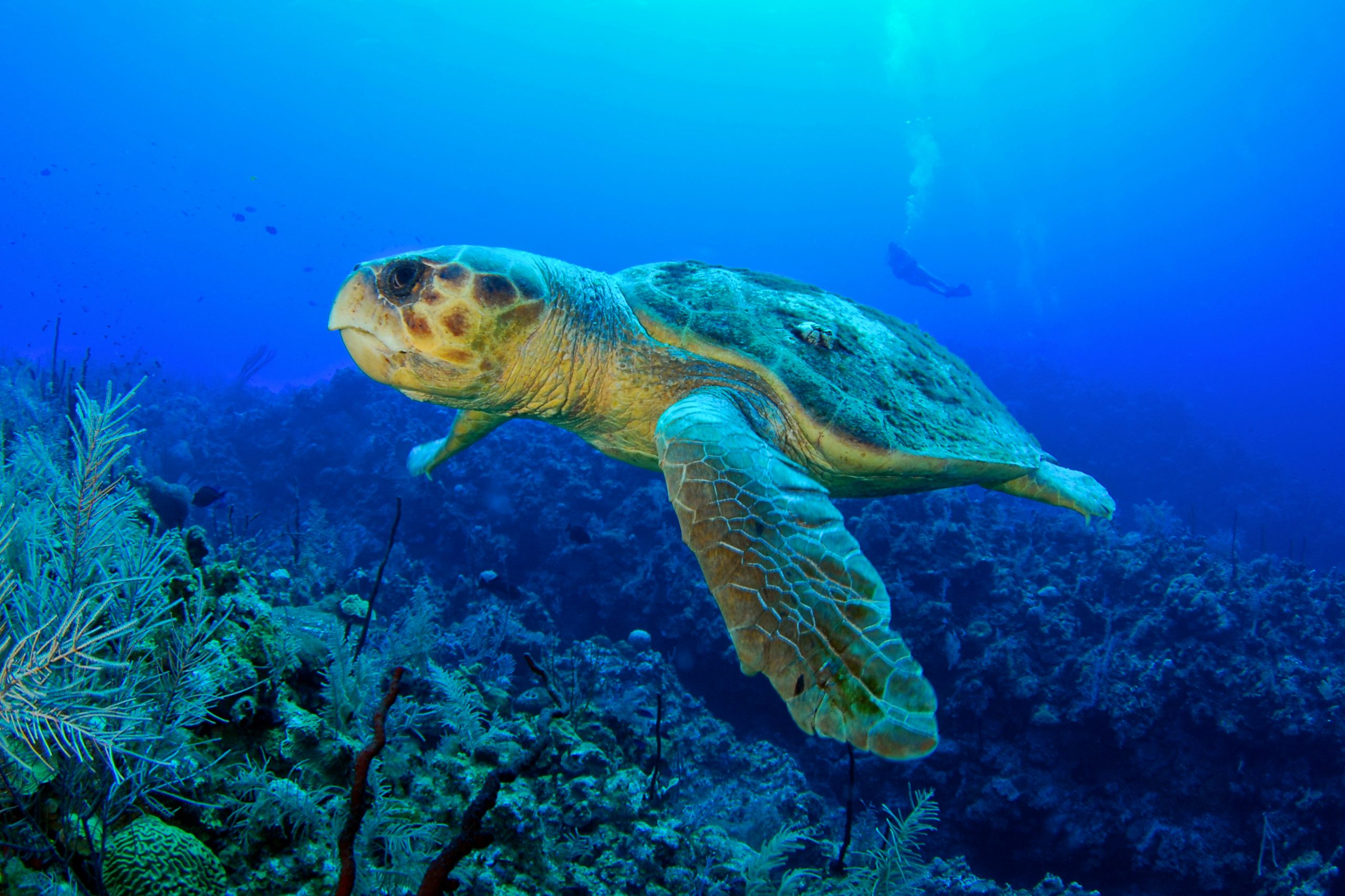 shutterstock 557658118 scaled