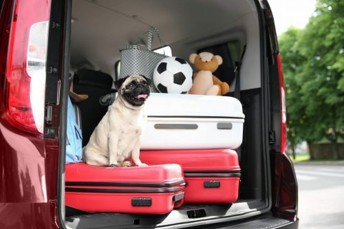 Car,Trunk,With,Cute,Pug,And,Luggage.,Travel,Concept shutterstock 599482517 scaled 500x0 c default