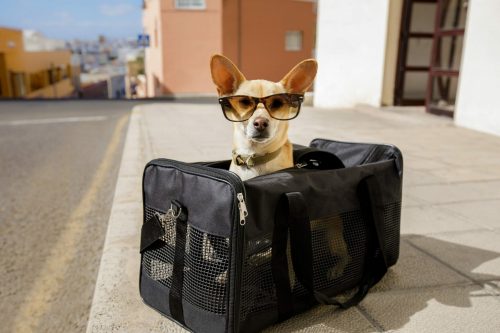 Chihuahua,Dog,In,Transport,Bag,Or,Box,Ready,To,Travel shutterstock 763043470 scaled 500x0 c default