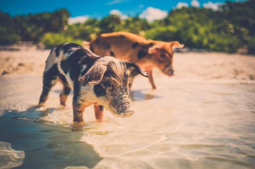 Wild,,Swimming,Piglets,On,Big,Majors,Cay,In,The,Bahamas shutterstock 793816333 scaled 500x0 c default