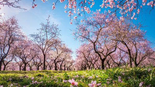 Branches,Of,First,Blooming,Pink,Flowers,In,Spring,In,The