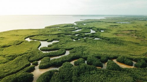 Tampa,Bay,Viens
